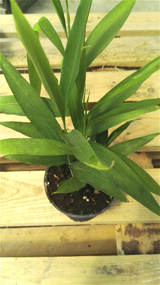Alpinia galanga - Grand Galanga - Vivace rhizomateuse  médicinale,ornementale, aromatique.