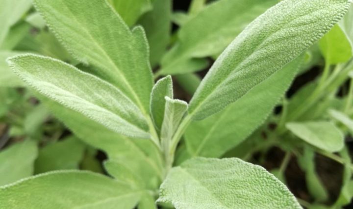 Salvia