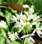 Allium ursinum: ail d'ours