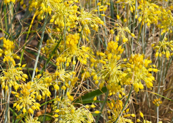 Aglio giallo