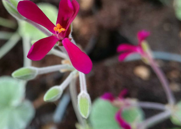 Pelargonium sidoides