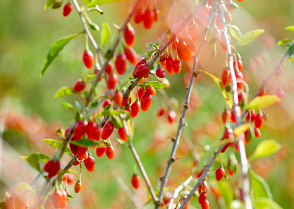 Bacche di Goji