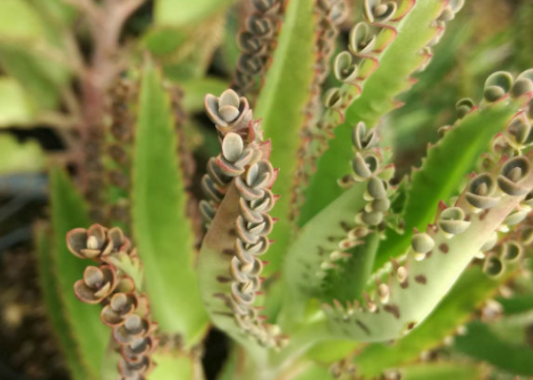 Kalanchoe daigremontiana