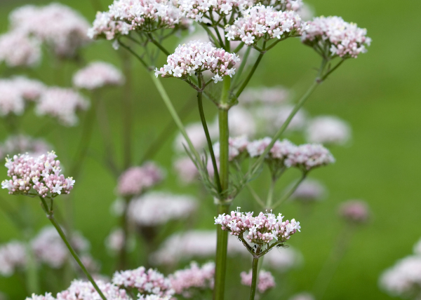 Valeriana