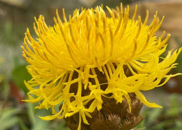 Fiordaliso gigante giallo