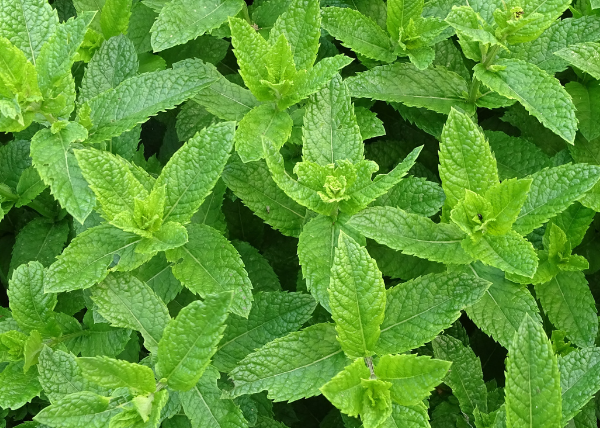 Menta piperita