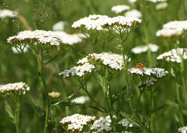 Yarrow
