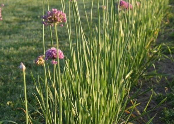 Aglio cipollino