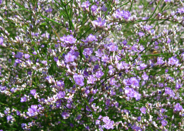 Statice o lavanda di mare