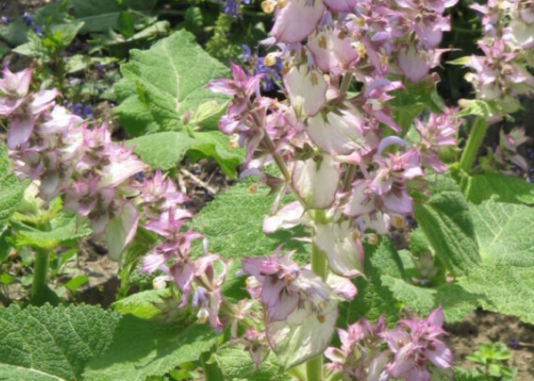 Salvia moscatella o sclarea