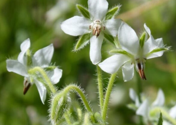 borraja blanca