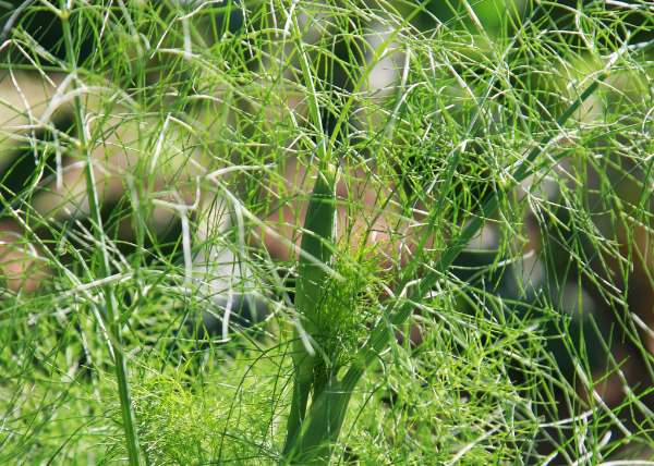 Hinojo silvestre