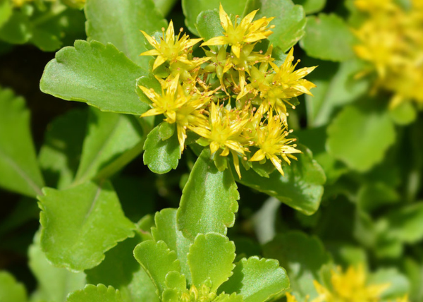 Sedum giallo