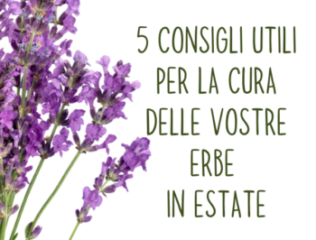 5 consigli utili per la cura delle vostre erbe in estate