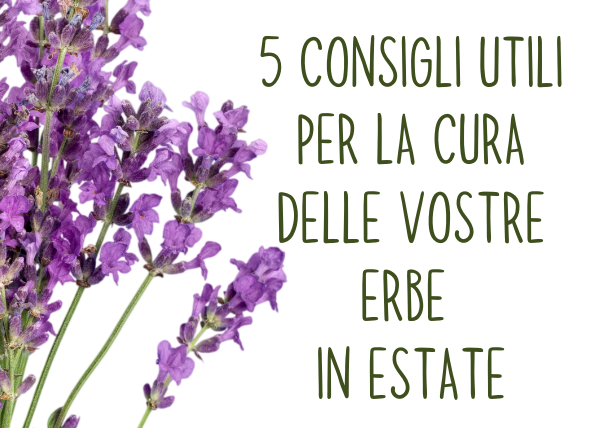 5 consigli utili per la cura delle vostre erbe in estate