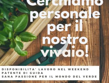 Ricerchiamo personale per il nostro vivaio!